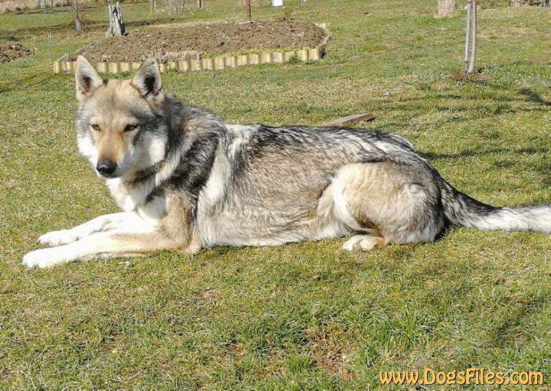 Dog Photo