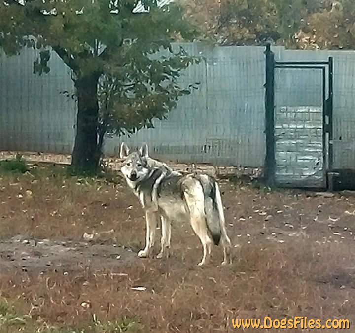 Dog Photo