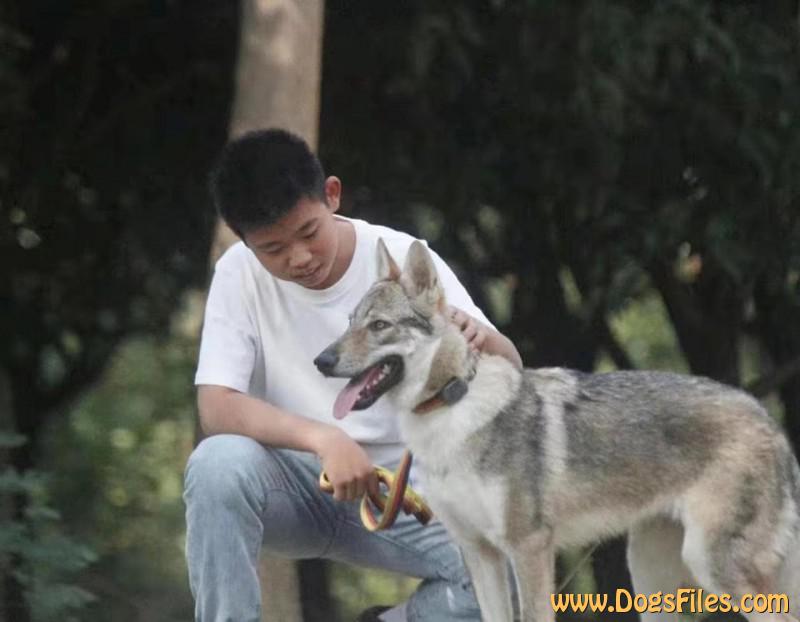 Dog Photo