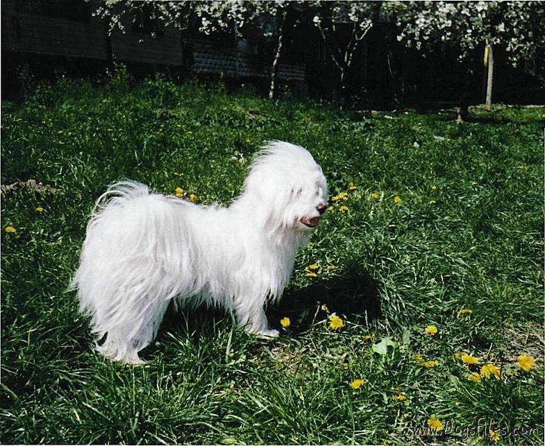 Dog Photo
