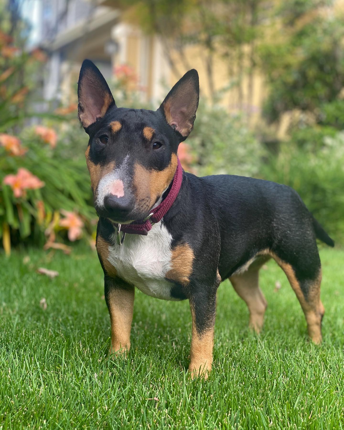 Dog Photo