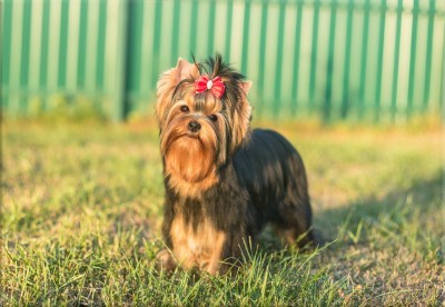 Dog Photo