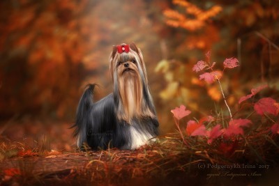Dog Photo