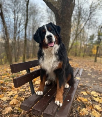 Dog Photo