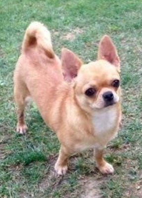 Dog Photo