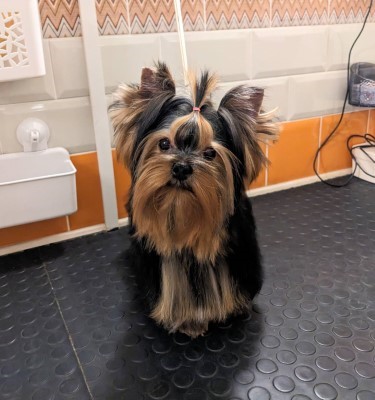 Dog Photo