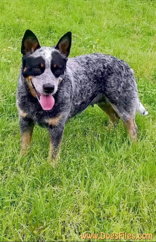 Dog Photo