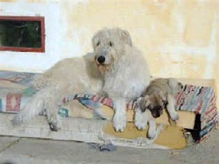Dog Photo