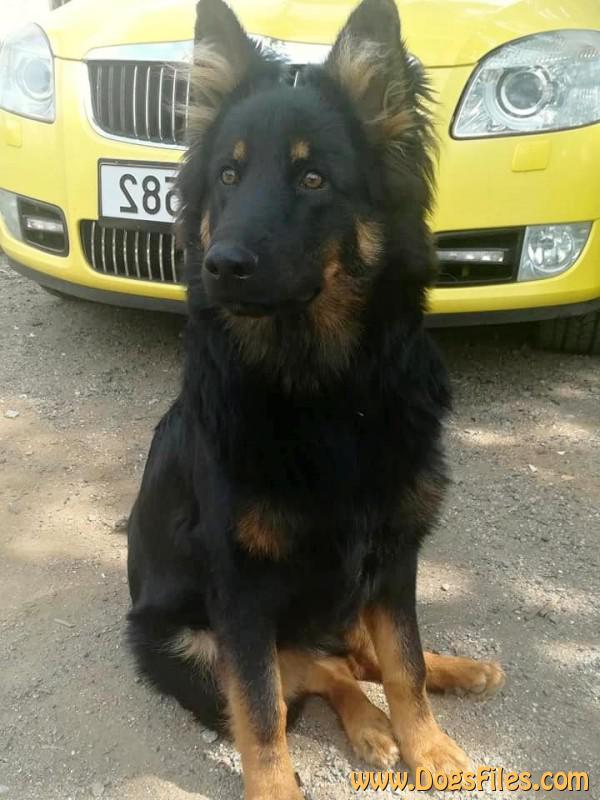 Dog Photo