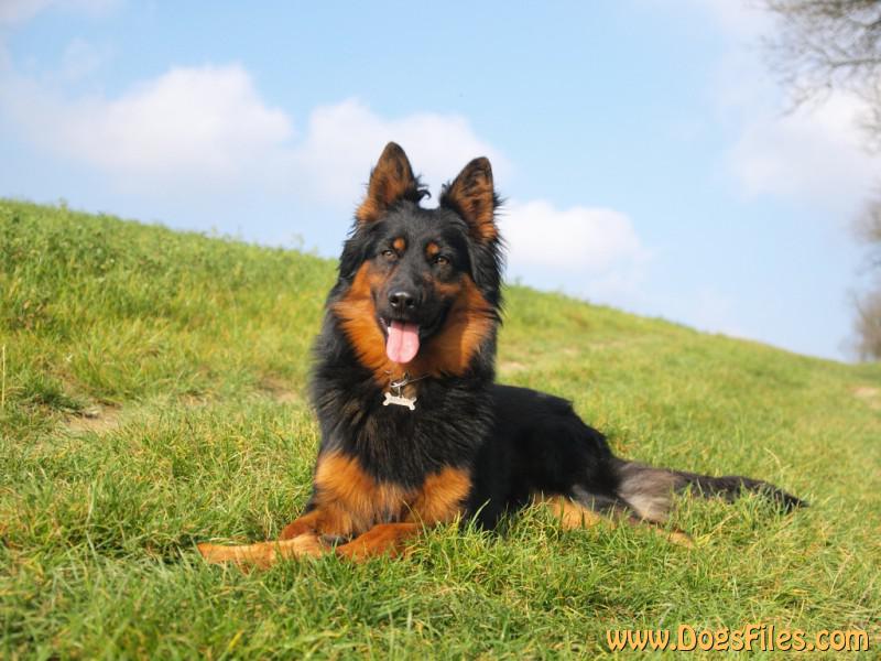 Dog Photo