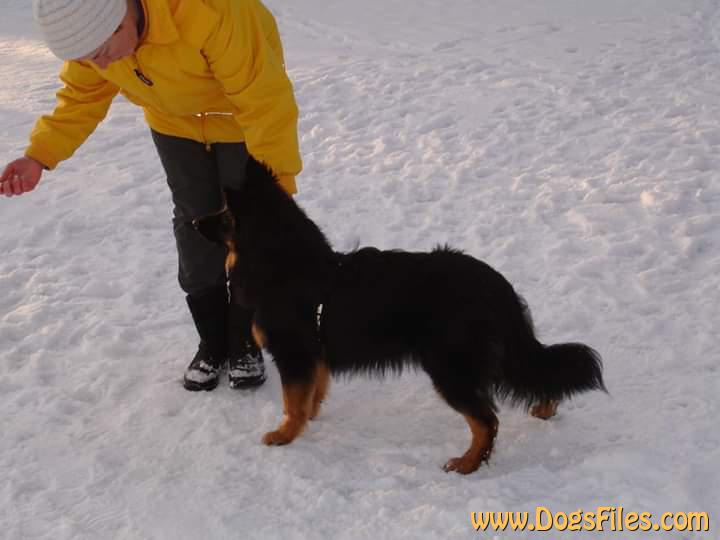 Dog Photo