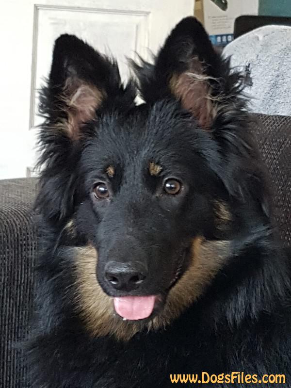 Dog Photo
