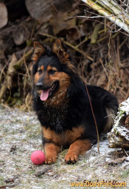 Dog Photo