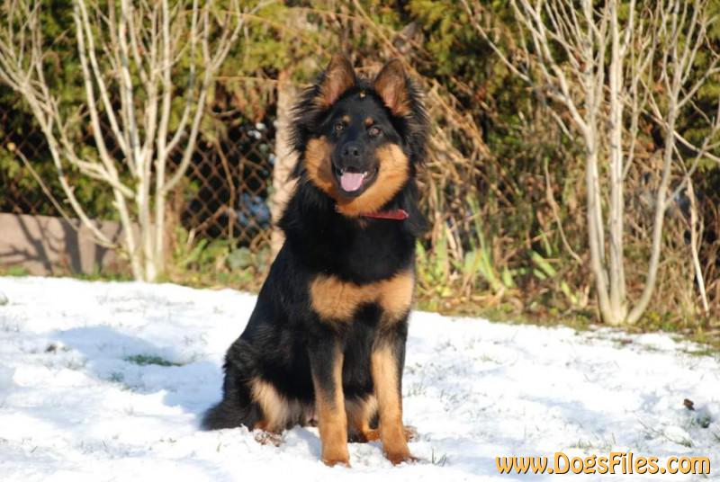 Dog Photo