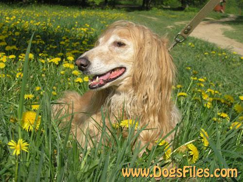 Dog Photo