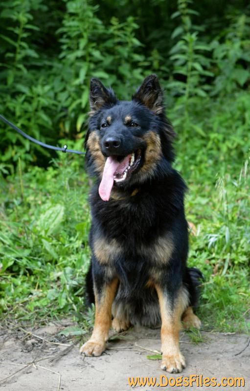 Dog Photo