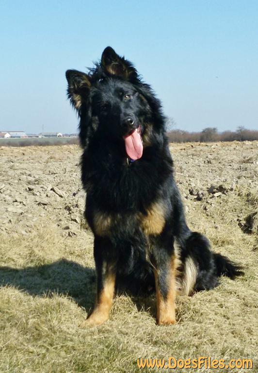 Dog Photo