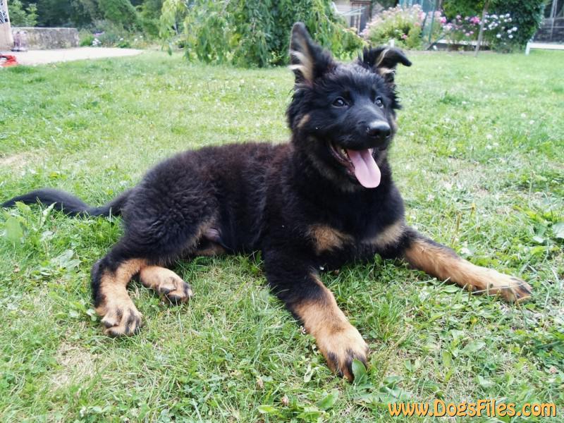 Dog Photo