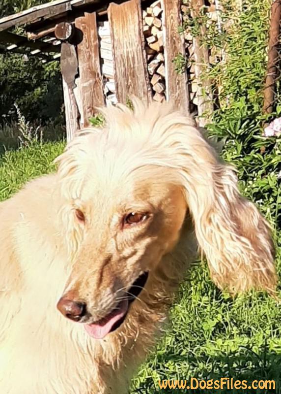 Dog Photo