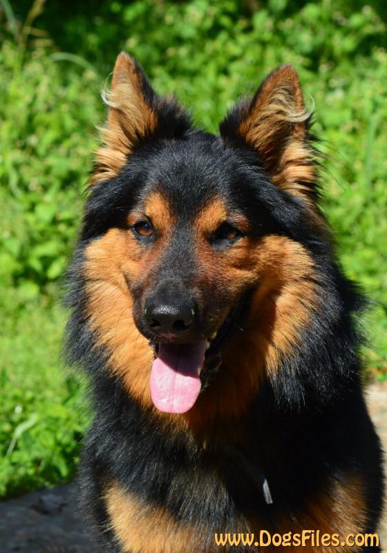 Dog Photo