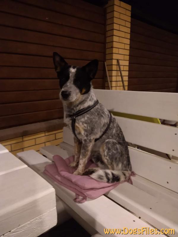 Dog Photo