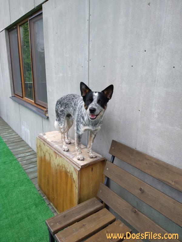 Dog Photo