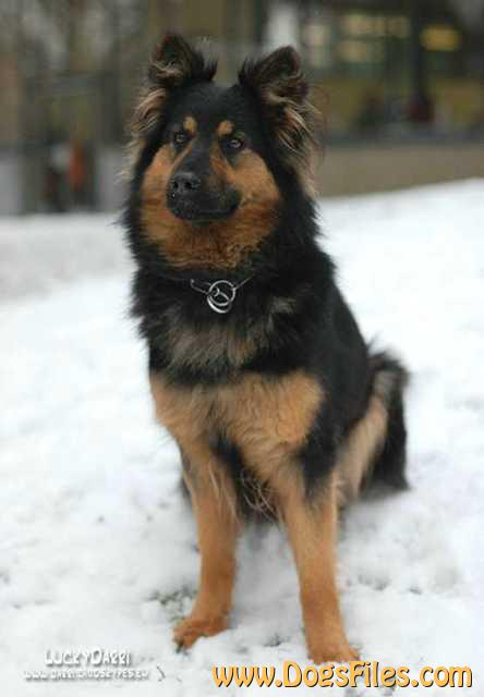 Dog Photo