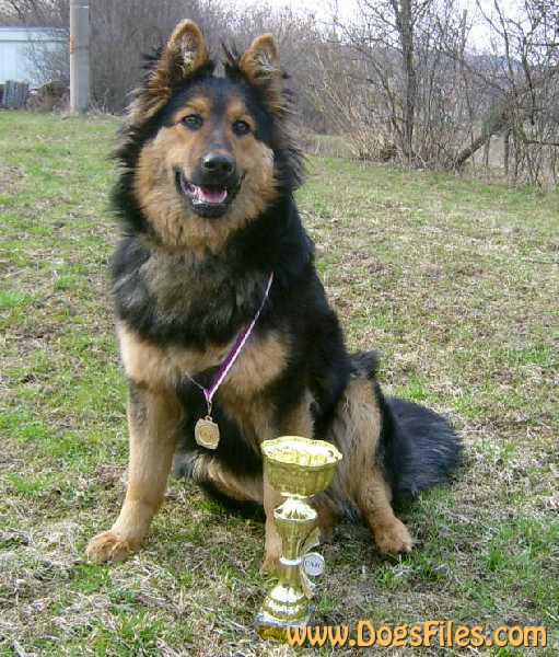 Dog Photo