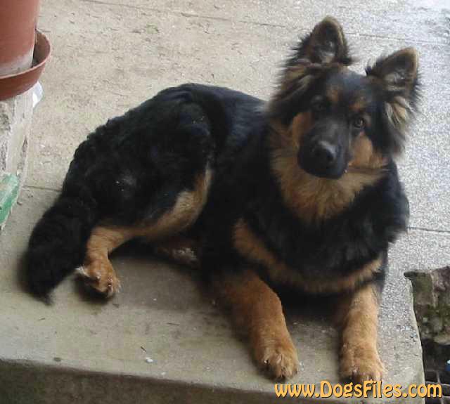 Dog Photo