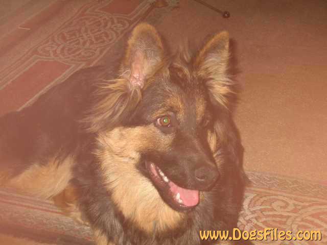 Dog Photo