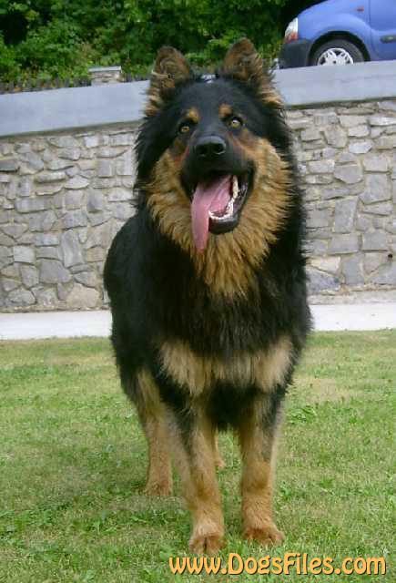 Dog Photo