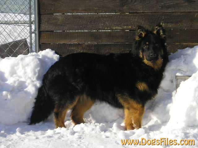 Dog Photo