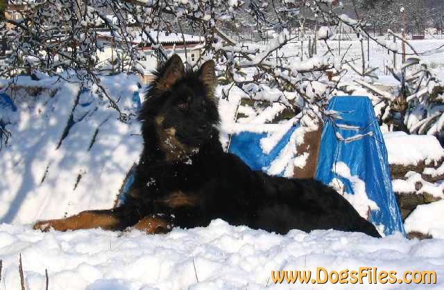 Dog Photo