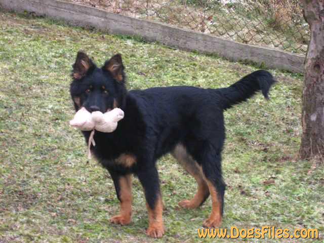 Dog Photo