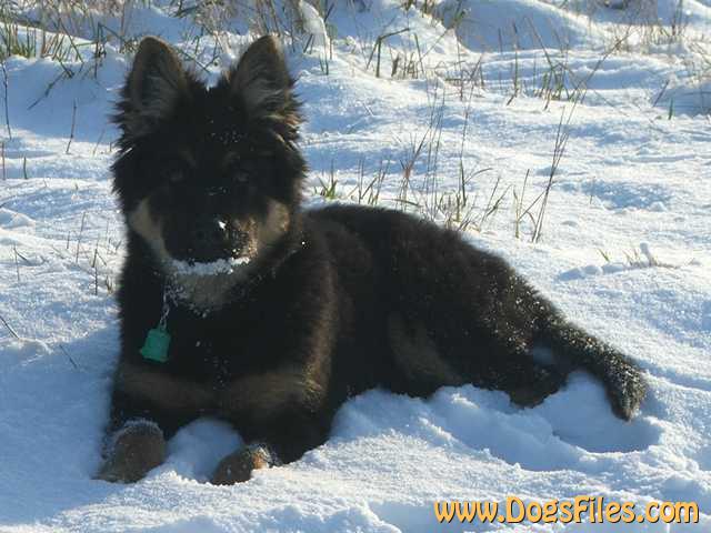 Dog Photo