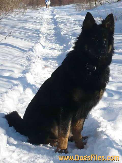 Dog Photo