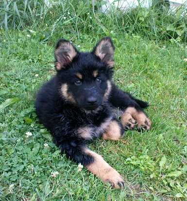 Dog Photo