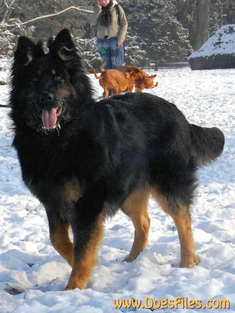 Dog Photo