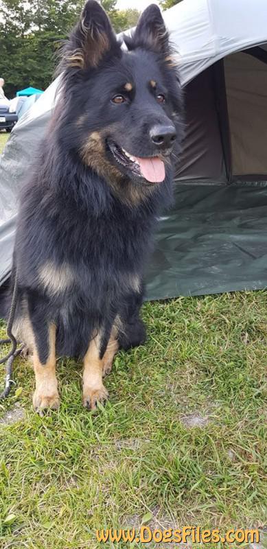 Dog Photo