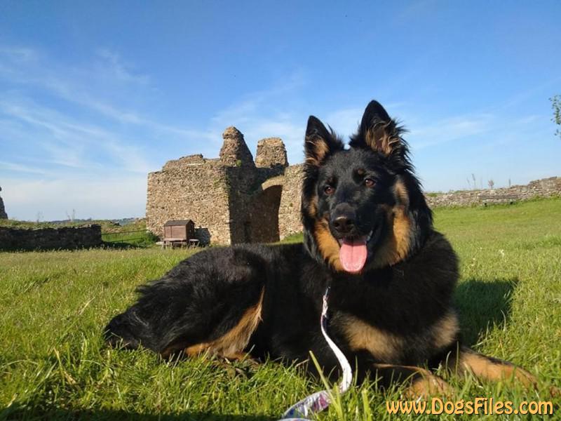 Dog Photo
