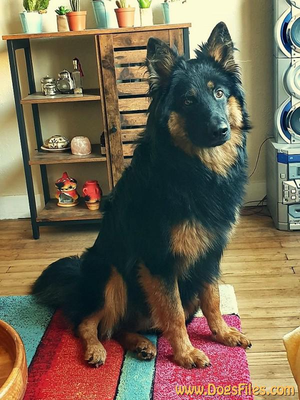 Dog Photo
