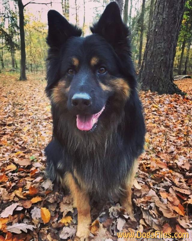Dog Photo