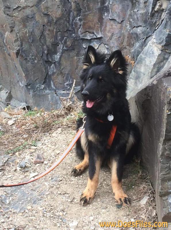 Dog Photo