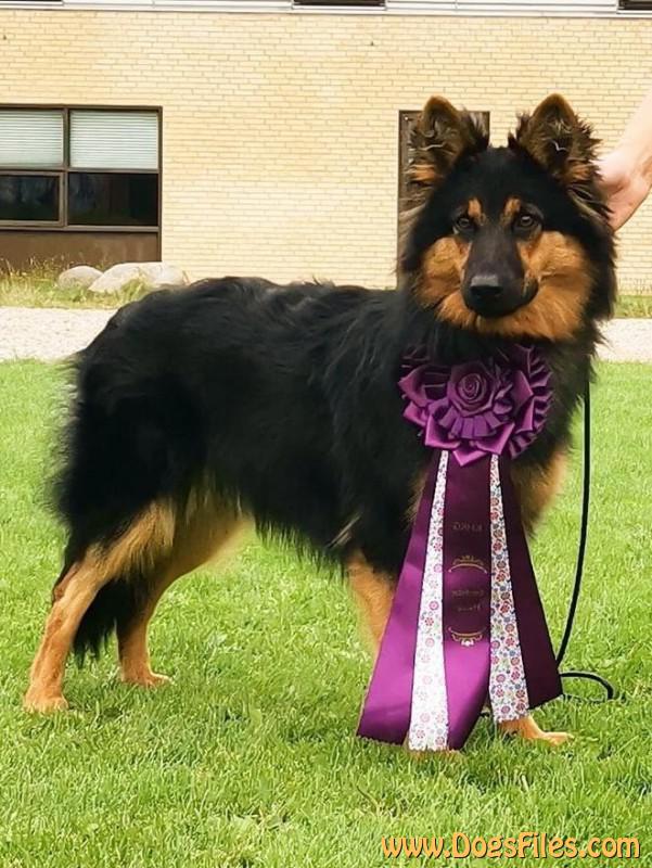 Dog Photo