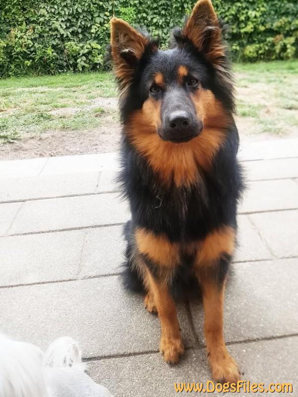 Dog Photo