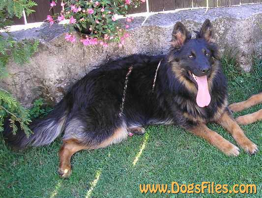 Dog Photo