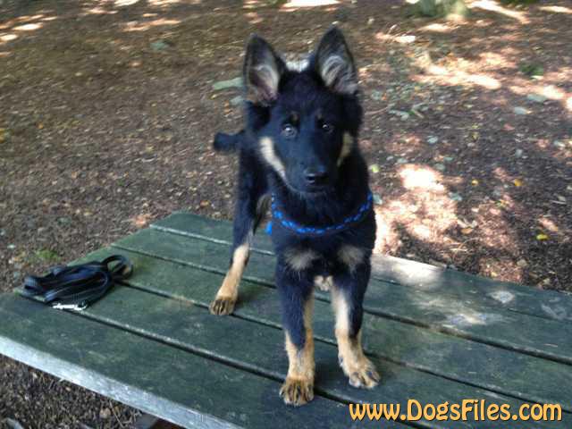 Dog Photo