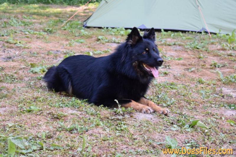 Dog Photo