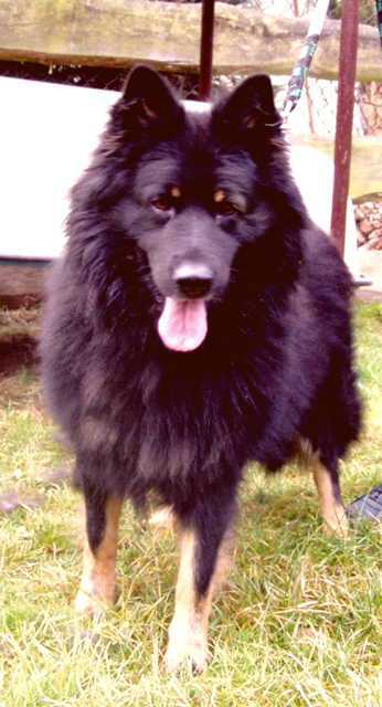 Dog Photo
