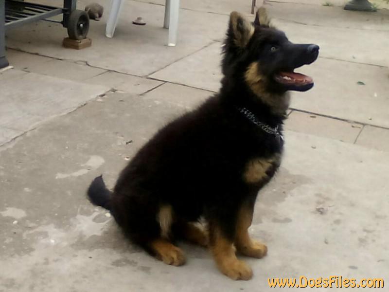 Dog Photo